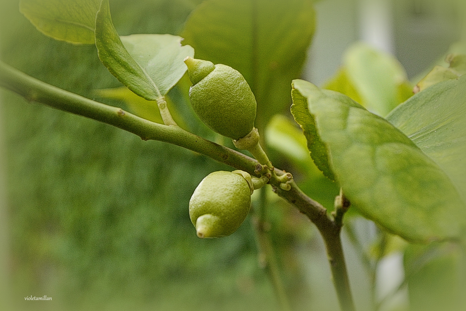 MIS PRIMER LIMONES