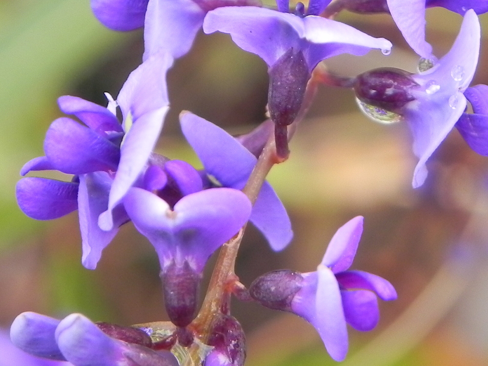 MIS PRIMERAS FLORES DE PRIMAVERA