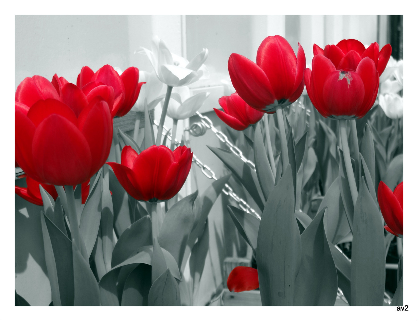 mis últimos tulipanes