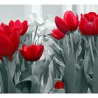 mis últimos tulipanes