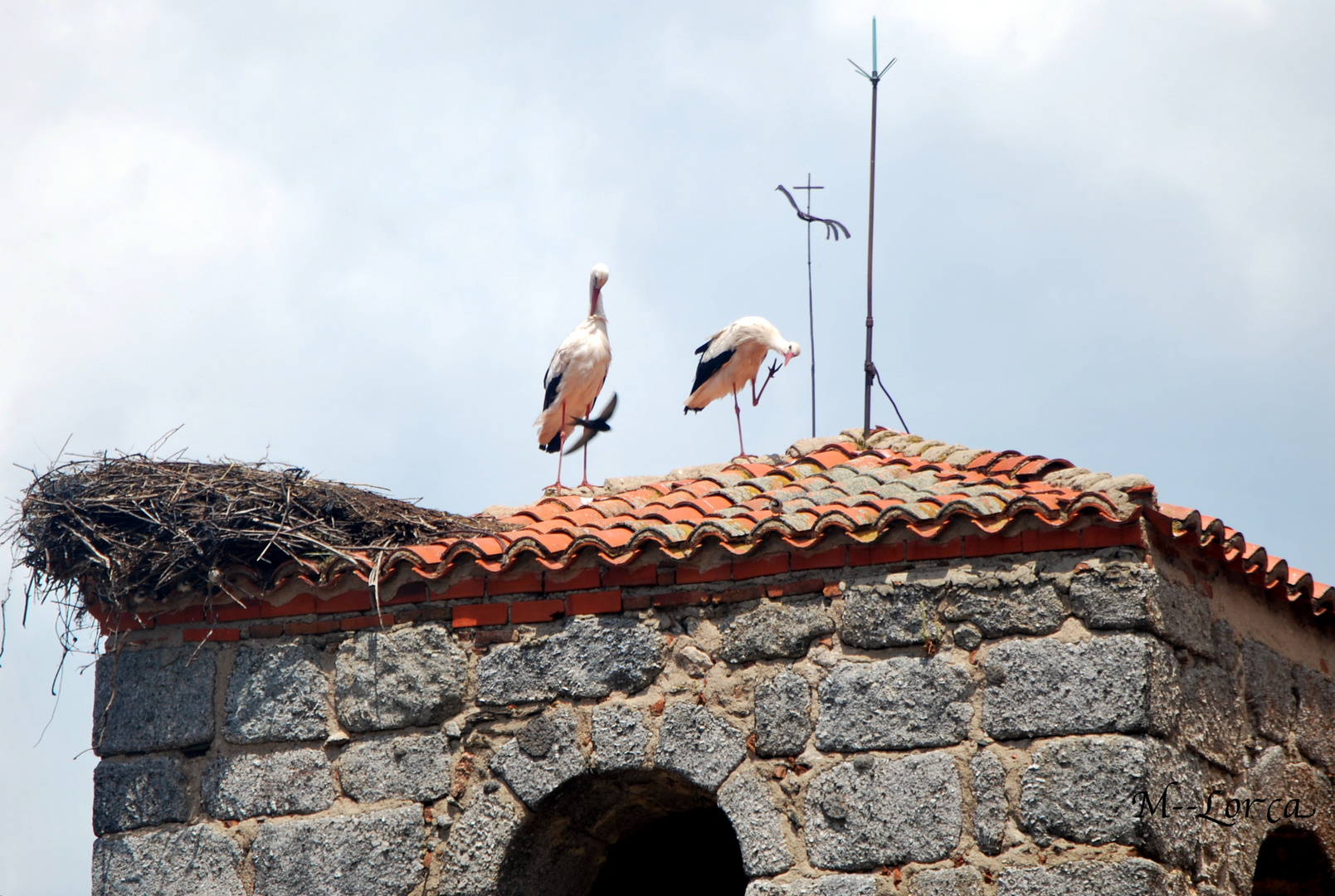 mis vecinas incluida la golondrina