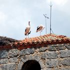 mis vecinas incluida la golondrina