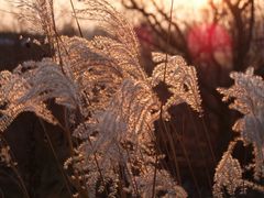 miscanthus