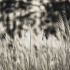 Miscanthus