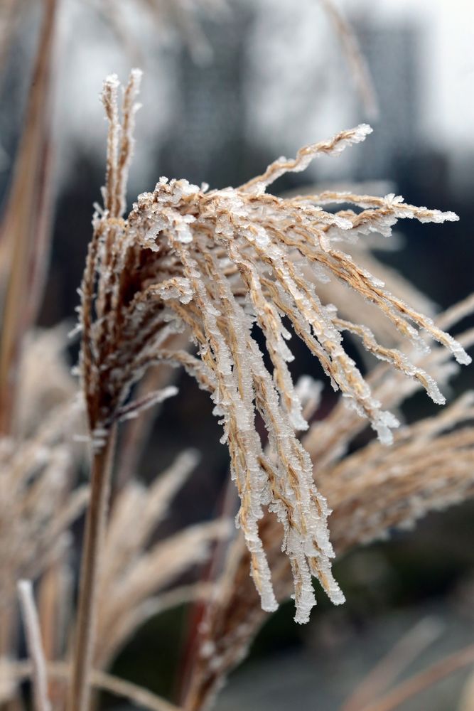 Miscanthus im Winter