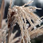 Miscanthus im Winter