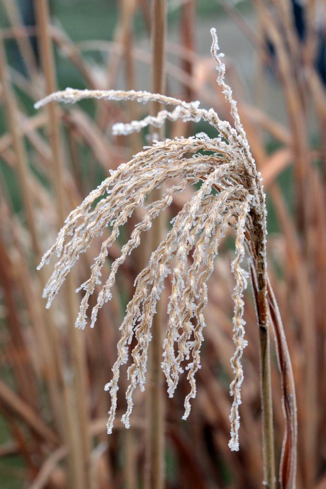 Miscanthus im Winter_2