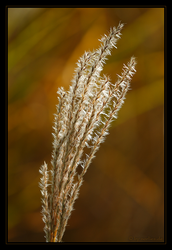 miscanthus sinensis