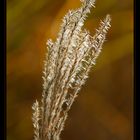 miscanthus sinensis