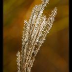 miscanthus sinensis