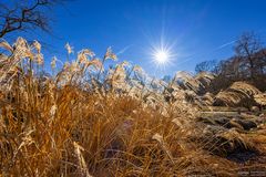 miscanthus sinensis im Gegenlicht