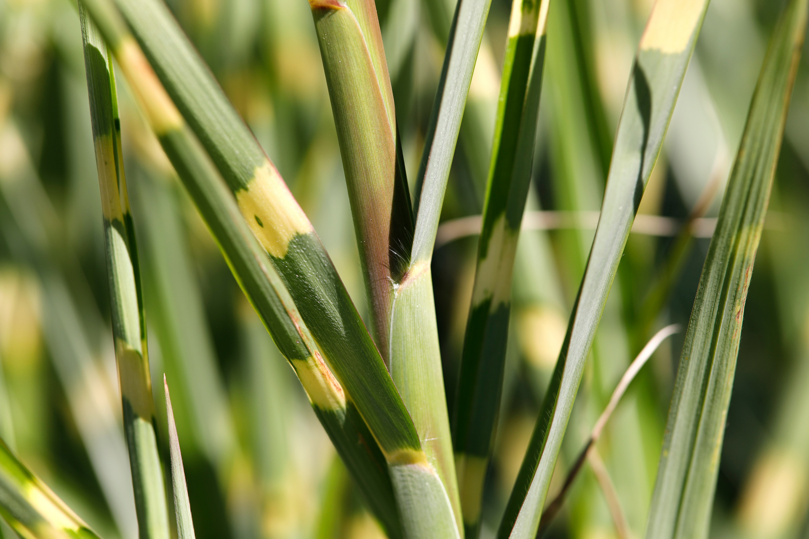 Miscanthus Zebrinus