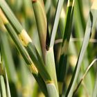 Miscanthus Zebrinus