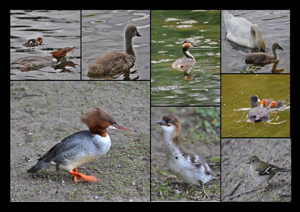 Misch-Collage vom Schlopa heute