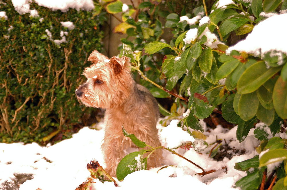 Mischa im Schnee