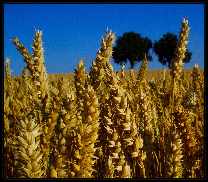 Mischbrot am Stiel