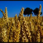 Mischbrot am Stiel