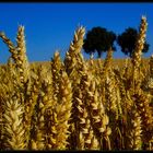 Mischbrot am Stiel