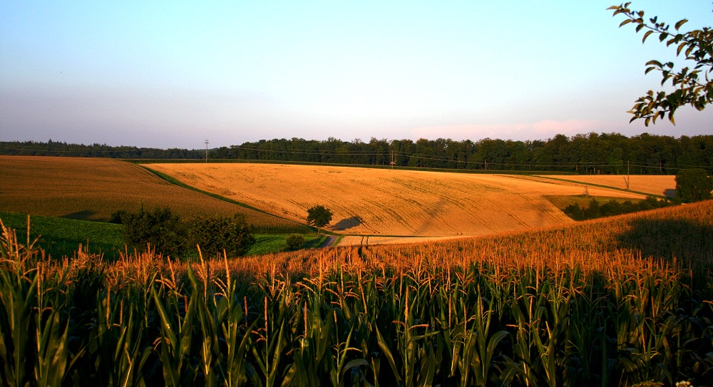 Mischfelder vor Sonnenuntergang