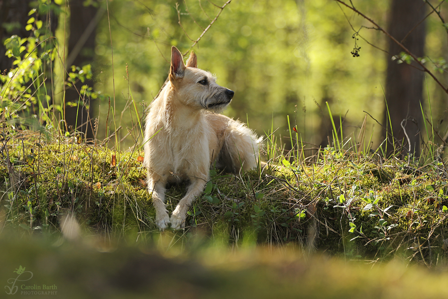 Mischka im Zauberwald