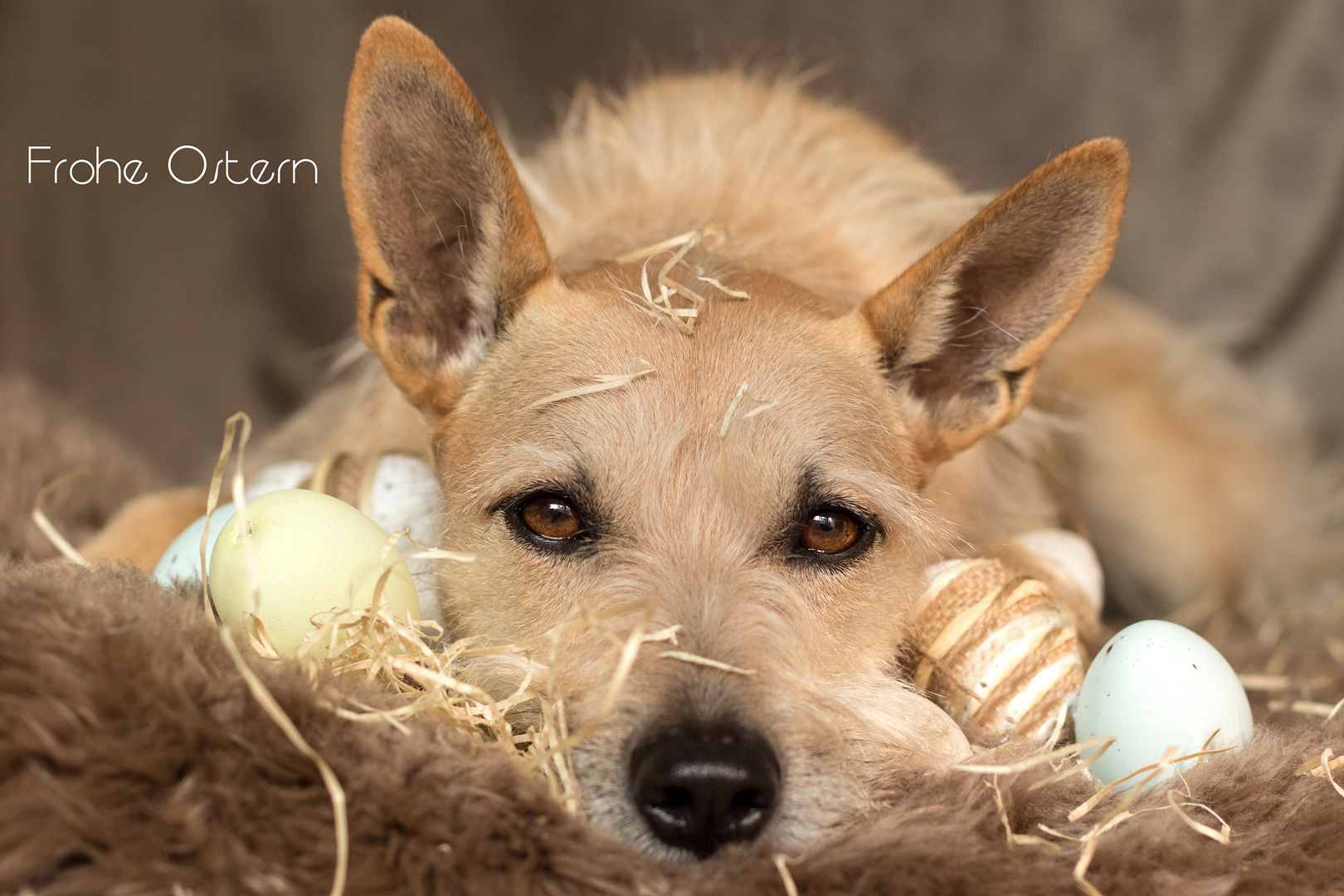 Mischka wünscht frohe Ostern