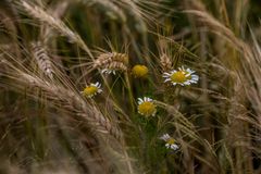 Mischkultur im Feld