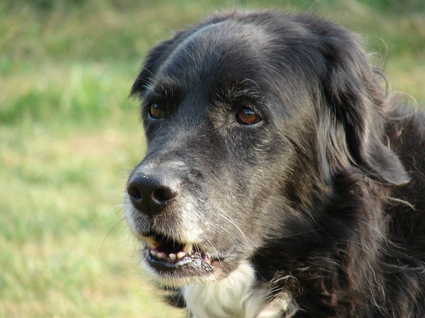 Mischling aus Golden Retriever u. Berner Sennenhund