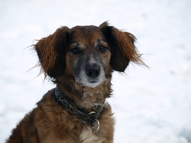 Mischling Benny im Schnee