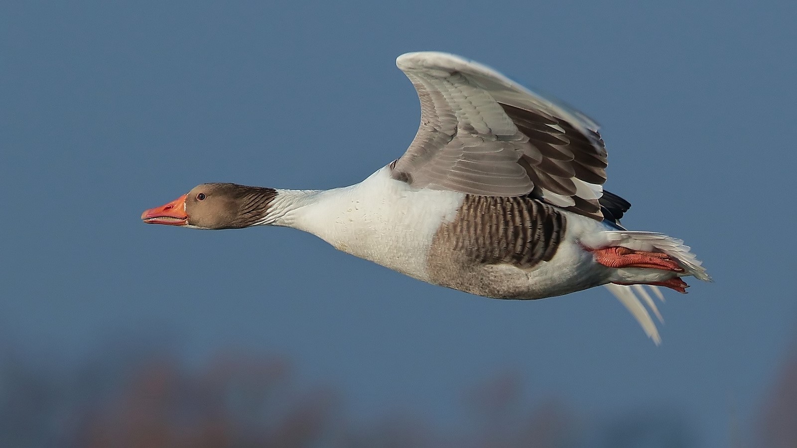 Mischling zwischen Graugans (Anser anser) und Hausgans 