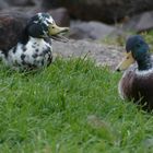 Mischlings-Enten