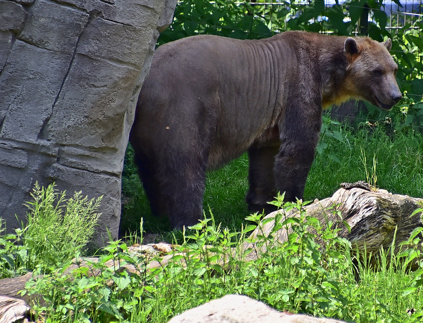 Mischlingsbär = Eisbär und Braunbär