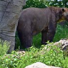 Mischlingsbär = Eisbär und Braunbär