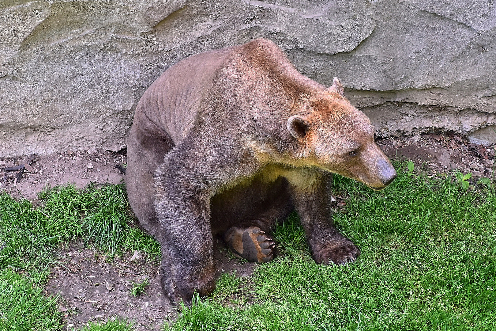 Mischlingsbär = Eisbär und Braunbär