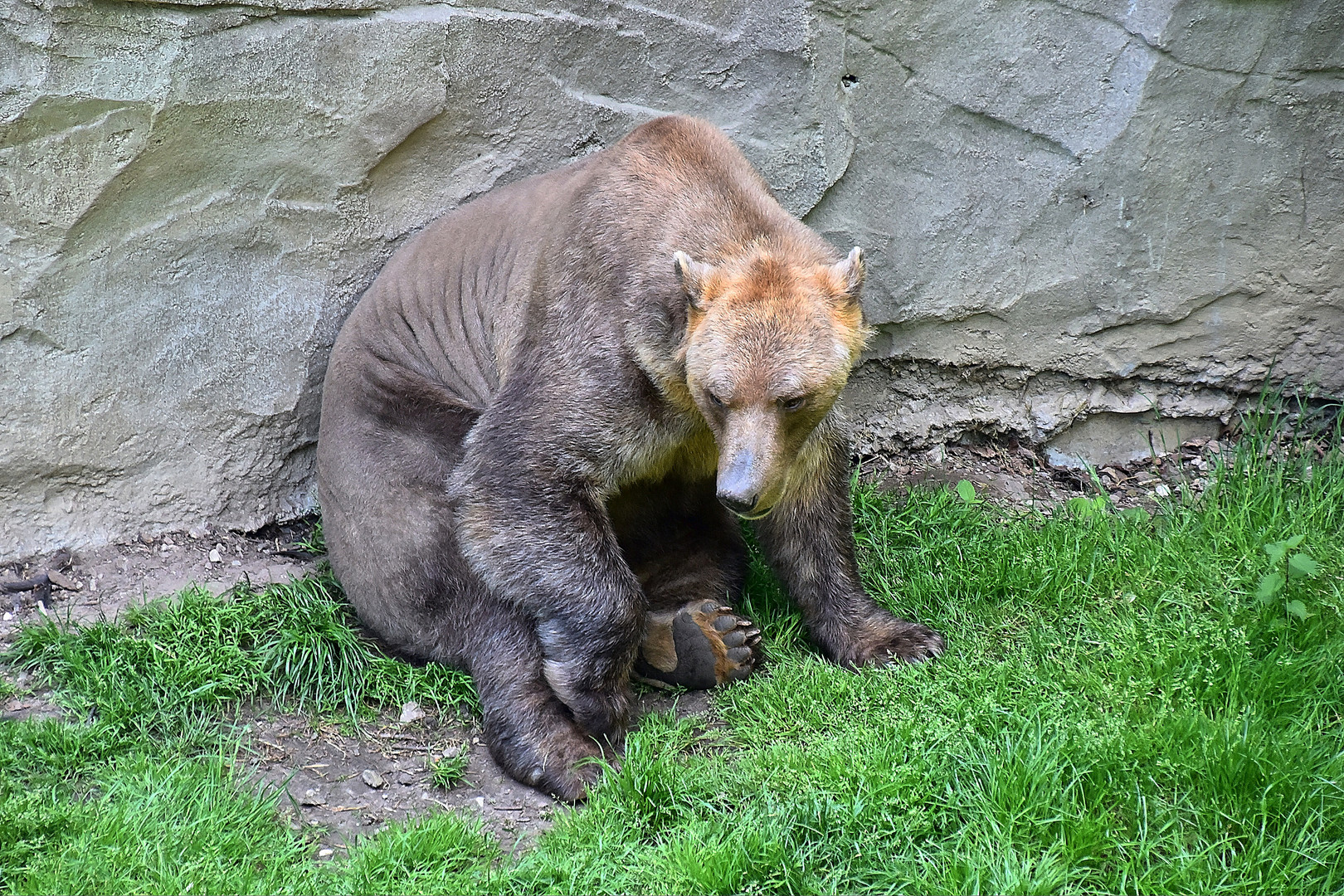 Mischlingsbär = Eisbär und Braunbär