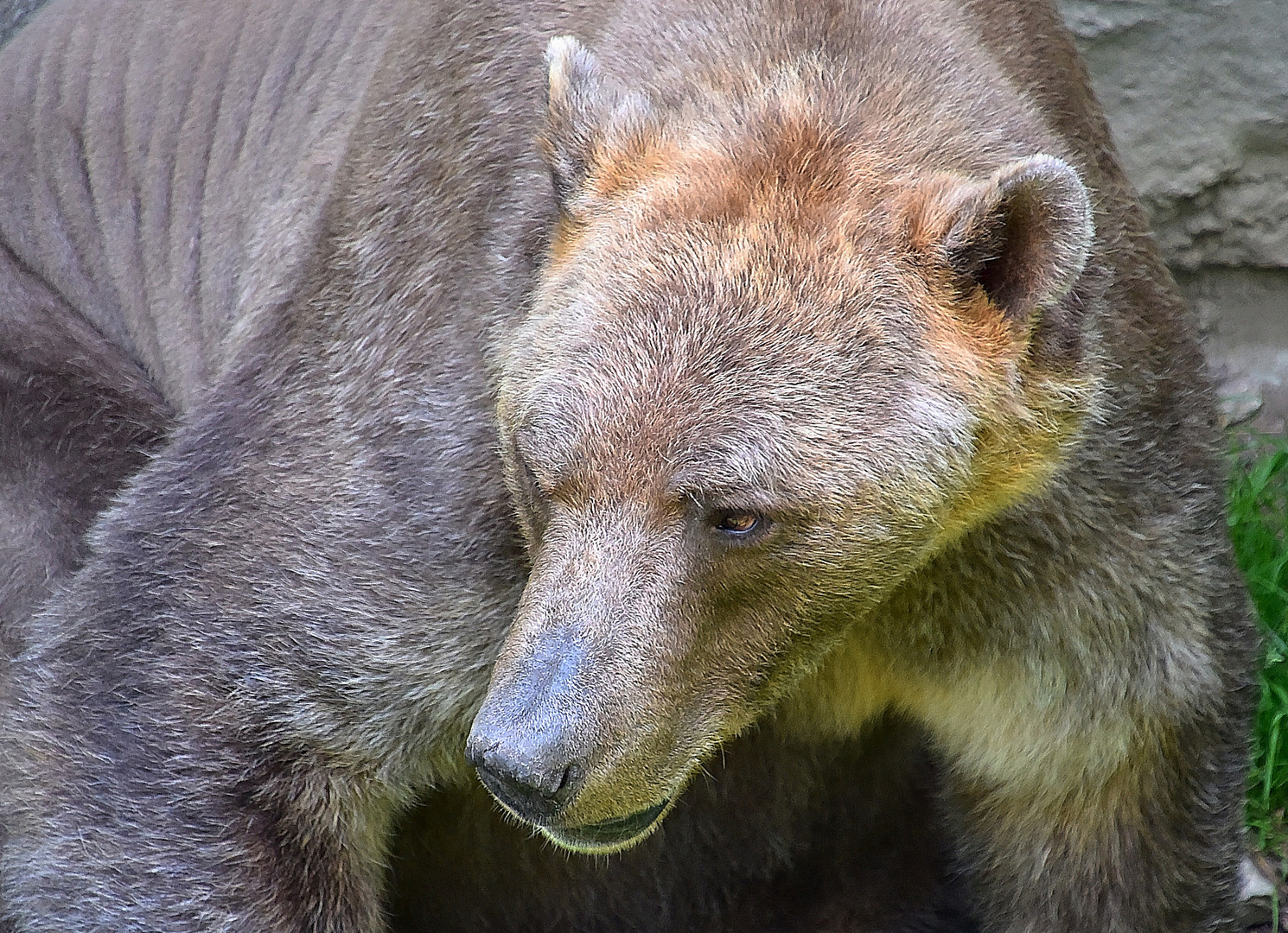 Mischlingsbär = Eisbär und Braunbär