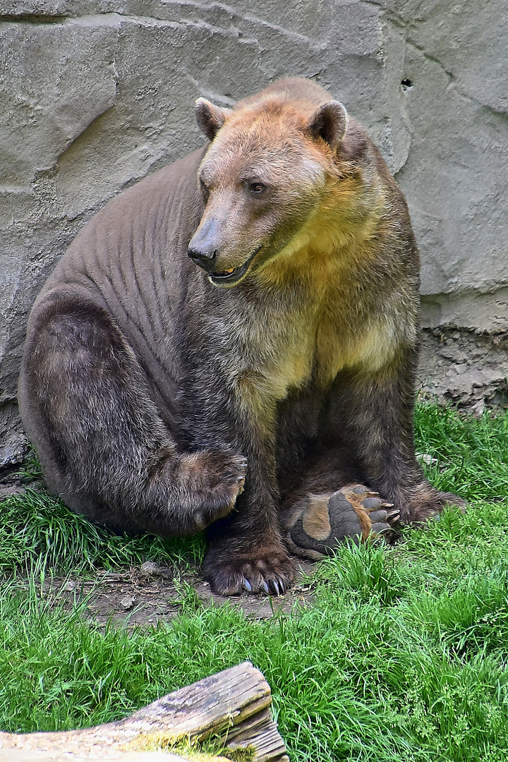 Mischlingsbär = Eisbär und Braunbär