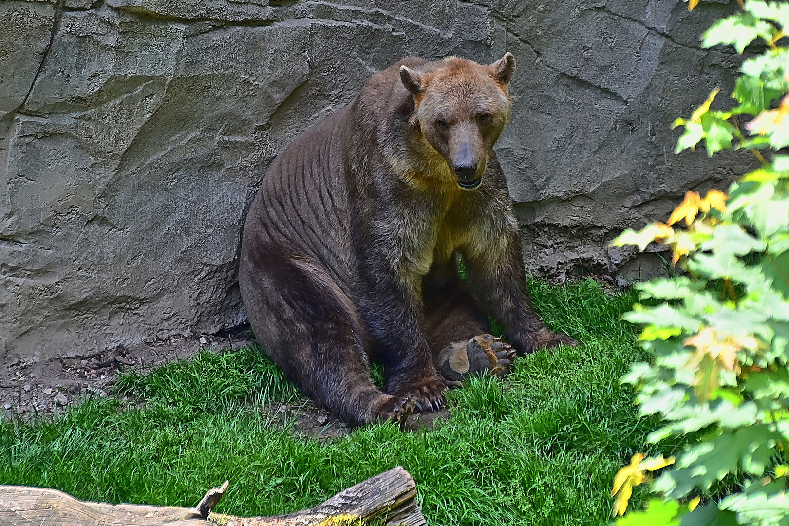 Mischlingsbär = Eisbär und Braunbär