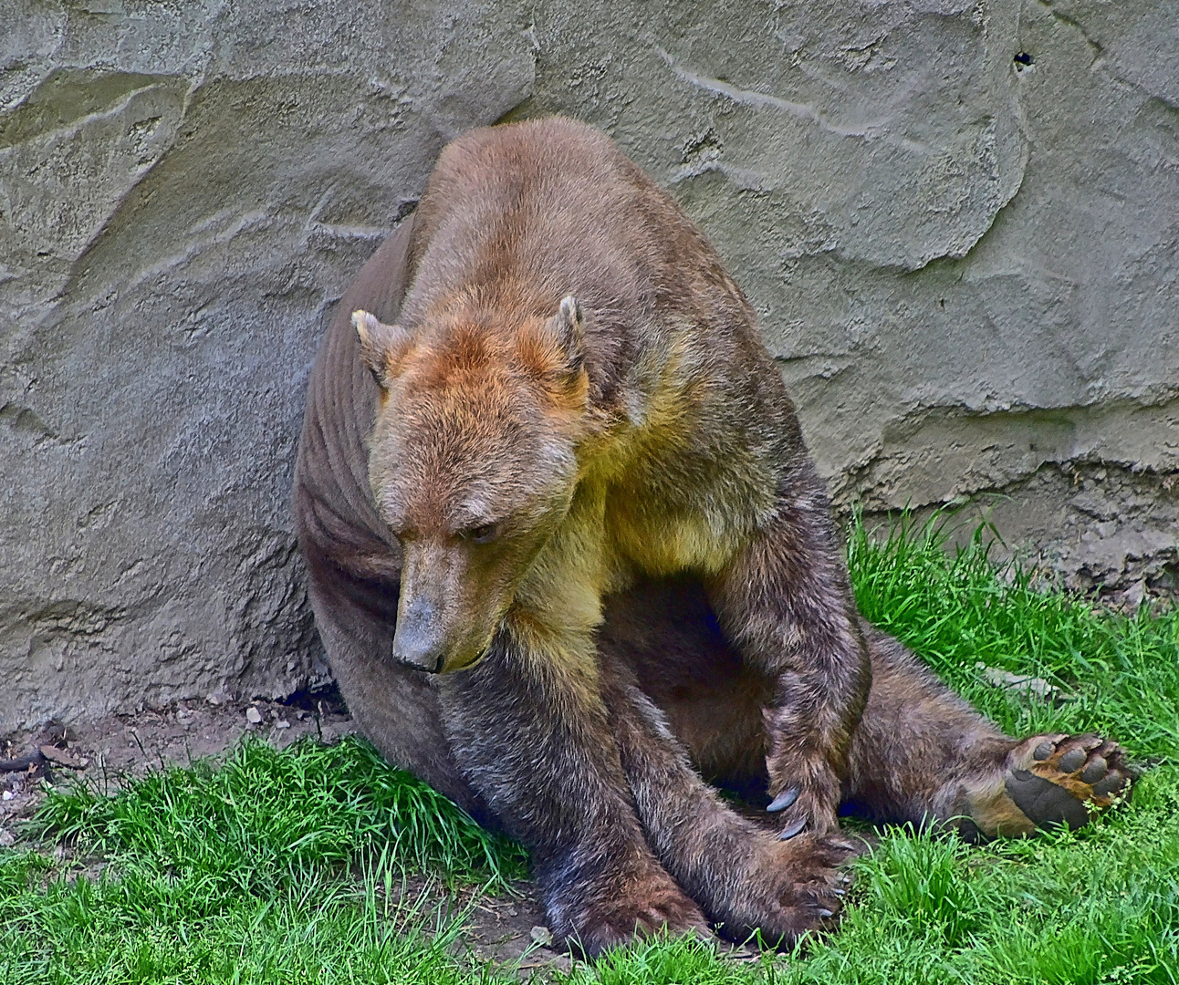 Mischlingsbär = Eisbär und Braunbär 