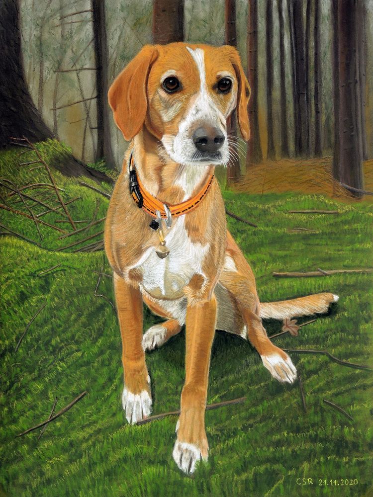 Mischlingshund im Wald - mit Pastellkreide gemalt
