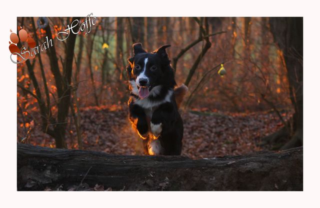 Mischlingskind im Wald