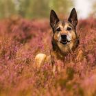 Mischlingsrüde Speedy in der Heide