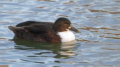 Mischmasch-Ente - oder?