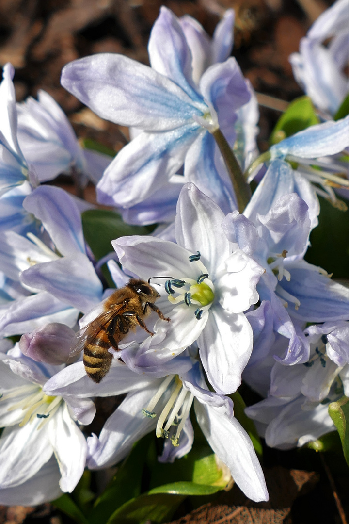 Mischtschenko-Blaustern mit Bienenbesuch