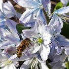 Mischtschenko-Blaustern mit Bienenbesuch