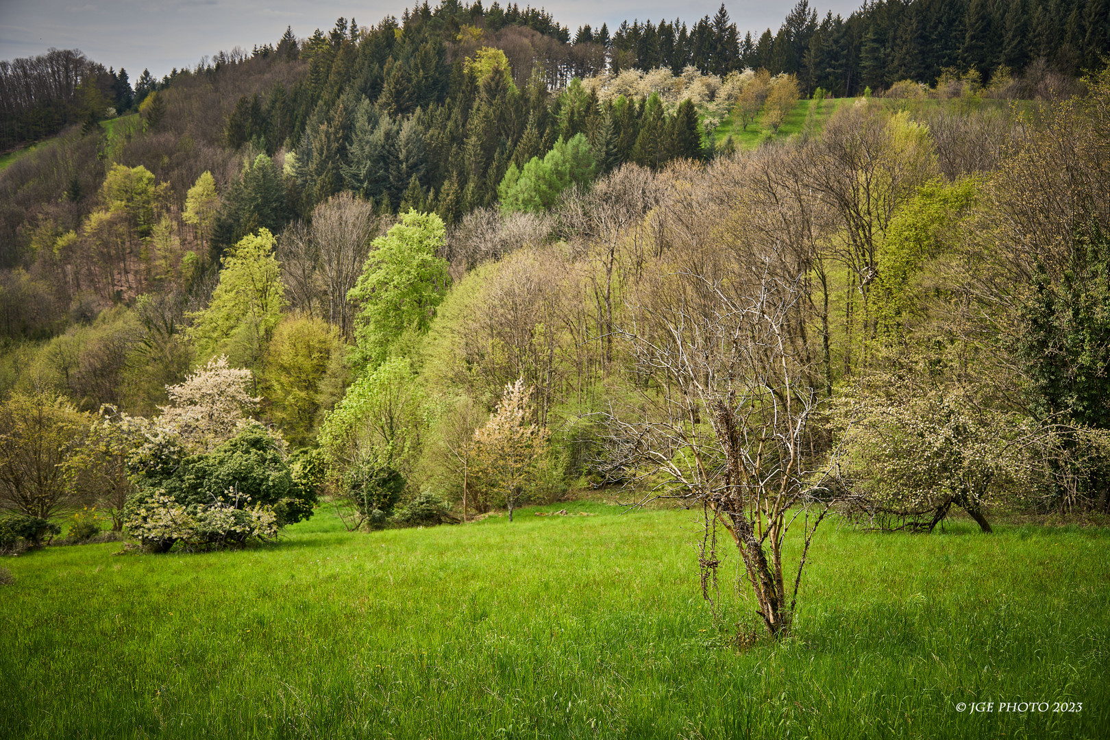 Mischwälder am Rande des Mühlenwanderwegs