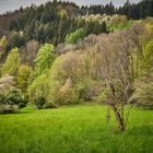 Mischwälder am Rande des Mühlenwanderwegs