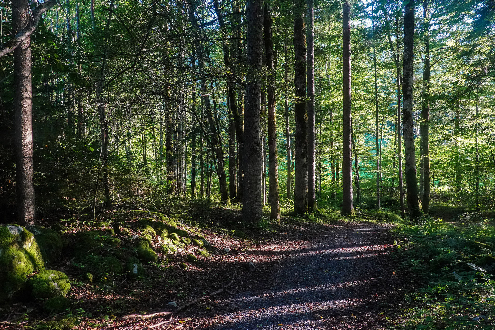 Mischwald im Abendlicht