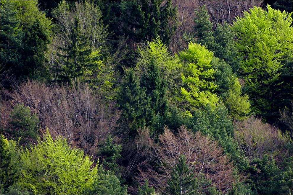 -- Mischwald im Frühling --