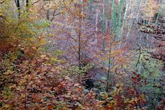 Mischwald im Herbstlicht