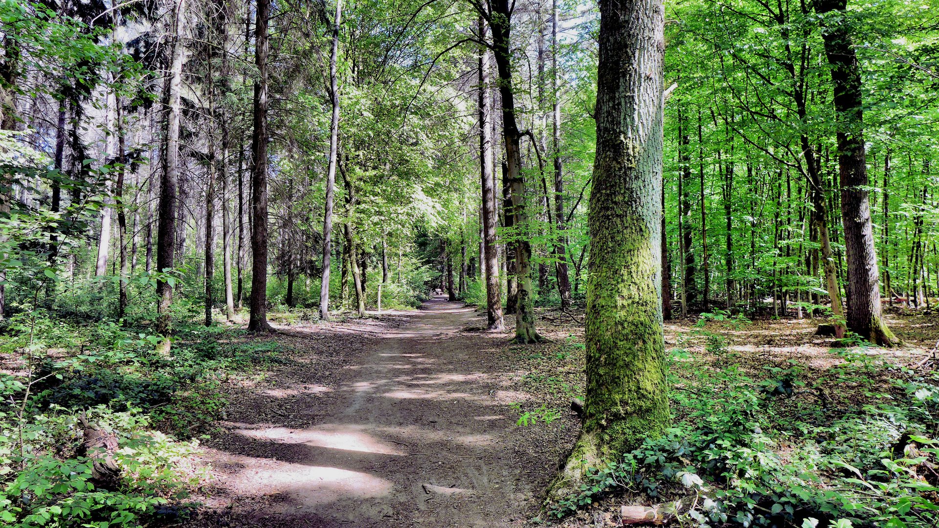 Mischwald im Kölner Königsforst